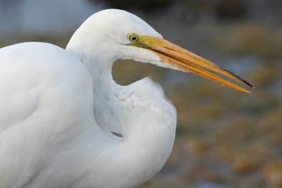 Great Egret