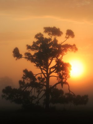 Central Florida sunrise