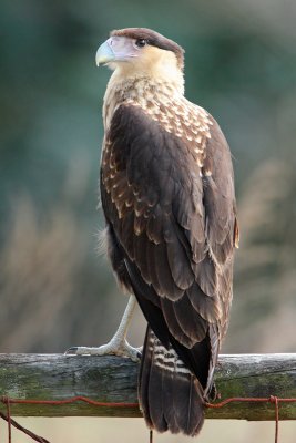 Crested Caracara (juvenile)