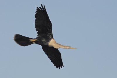 Anhinga flight