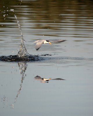 Least Tern fishing