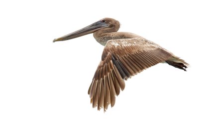 Brown Pelican