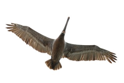 Brown Pelican