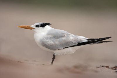 Royal Tern