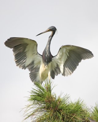 Tricolored Heron