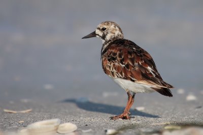 Ruddy Turnstone