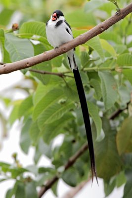 Pin-tailed Whydah (Viuda Colicinta)