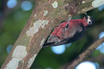 Puerto Rican Woodpecker (Carpintero de Puerto Rico)