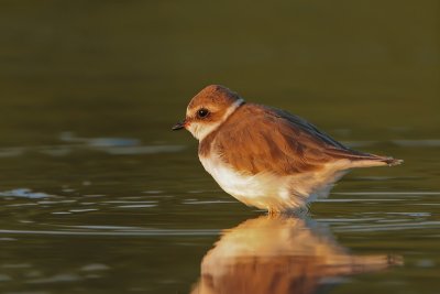 Semipalmated Plover