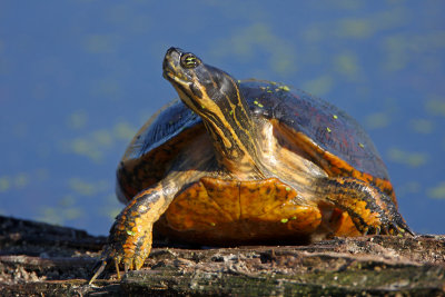 Red-bellied Turtle