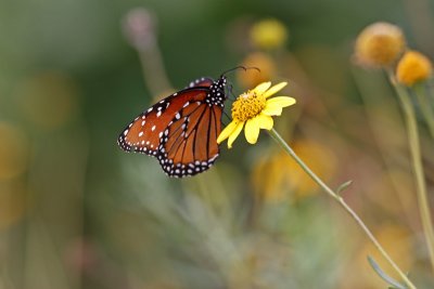 butterfly