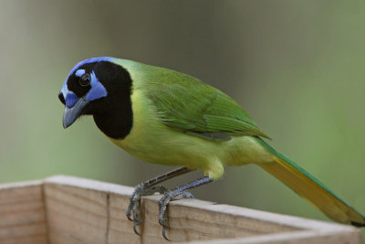 Green Jay