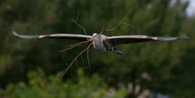 Great Blue Heron with Nesting material