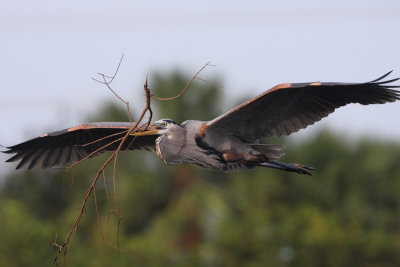 Great Blue Heron with Nesting material