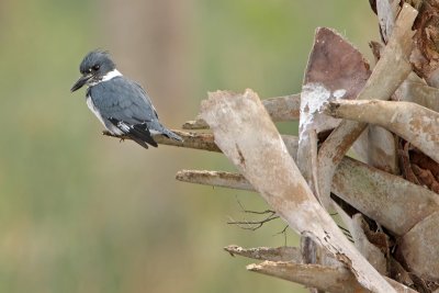 Belted Kingfisher