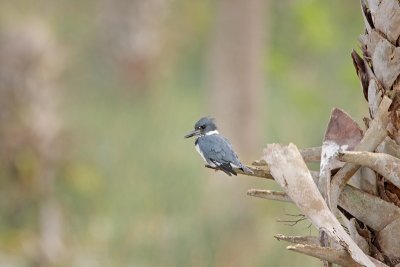 Belted Kingfisher