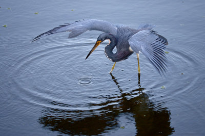 Tricolored Heron