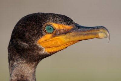 Double-crested Cormorant