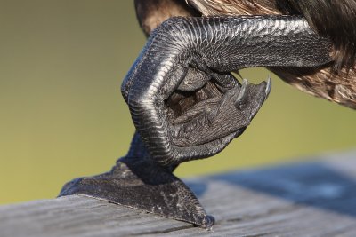 Double-crested Cormorant