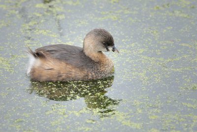 Pied-billed Grebe