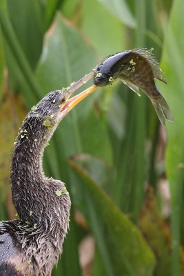 Anhinga and fish