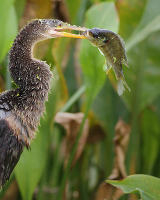 Anhinga and fish