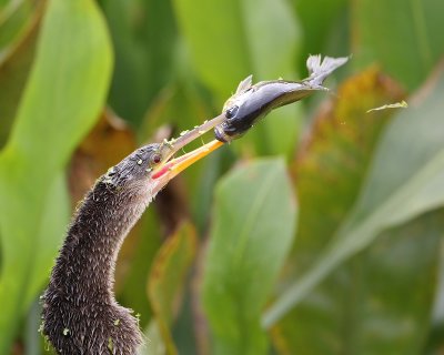 Anhinga and fish