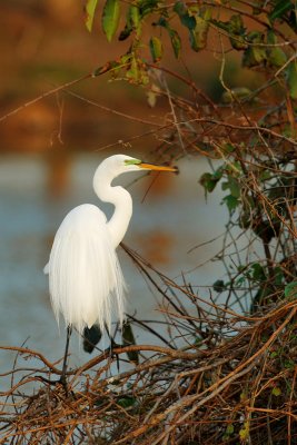 Great Egret