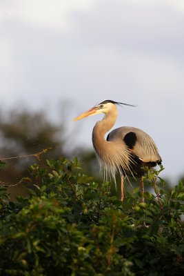 Great Blue Heron