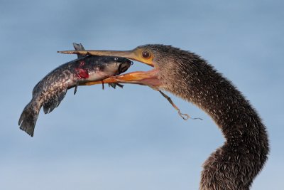 Anhinga and fish