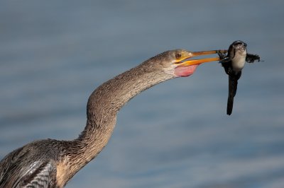 Anhinga and fish