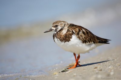 Ruddy Turnstone