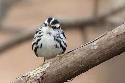 Black and white warbler