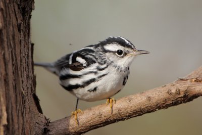 Black and white warbler