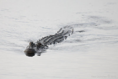 American Aligator