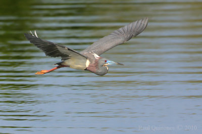Tricolored Heron flight (breeding)