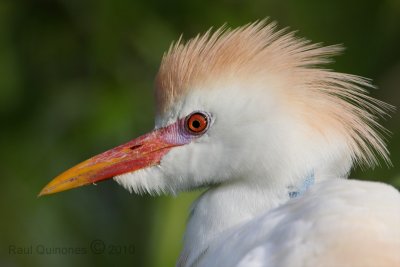 Cattle Egret (breeding plumage)