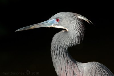 Tricolored Heron (breeding)