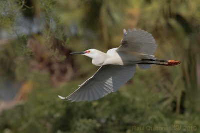 Snowy Egret flight (breeding plumage)