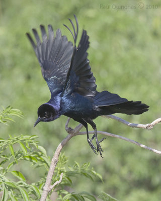 Boat-tailed Grackle