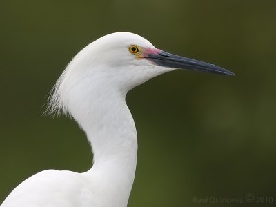 Snowy Egret (breeding plumage)