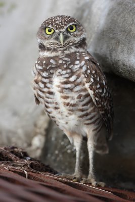 Burrowing Owl