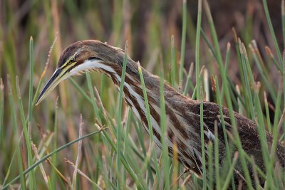 American Bittern