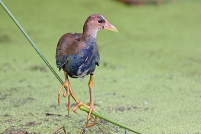 Purple Gallinule (Immature )