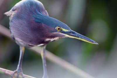 Green Heron