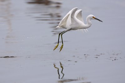 Snowy Egret with fish