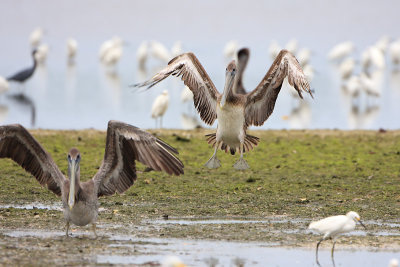 Brown Pelican