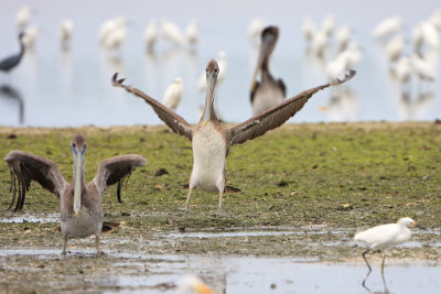 Brown Pelican