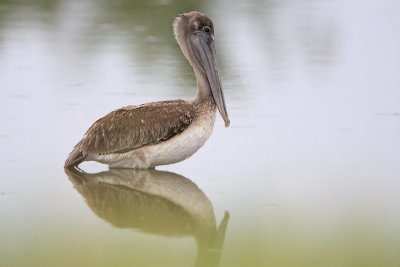 Brown Pelican