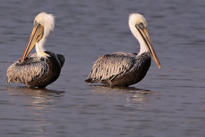 Brown Pelican